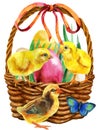 Watercolor illustration of yellow chickens and easter basket Royalty Free Stock Photo