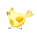 Watercolor illustration with yellow cute chicken on a white background