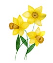 Watercolor yellow daffodils flowers isolated on white background, beautiful hand painted spring daffodil flower, daffodil bouquet, Royalty Free Stock Photo