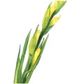 Watercolor Illustration of Yellow Gladiolus Flower on white Royalty Free Stock Photo