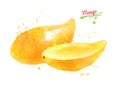 Watercolor illustration of yellow mango