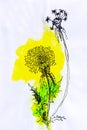 Watercolor illustration of yellow meadow dandelion flowers and green leaves on a white background. hand-painted for design Royalty Free Stock Photo