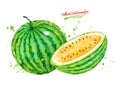 Watercolor illustration of yellow watermelon