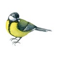 Watercolor illustration with yellow wild titmouse bird isolated on white background.