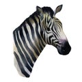 Watercolor illustration. Zebra. Portrait of a zebra