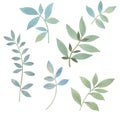 Watercolor illustrations. Botanical clipart. A set of green leaves, and branches. Floral design elements. Perfect for wedding invi Royalty Free Stock Photo