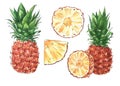 Watercolor illustrations with different fruits isolated on the white: pineapples and leaves