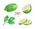 Watercolor illustrations of Feijoa fruit