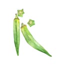 Watercolor illustrations of fresh okra or green roselle isolated on a white background. Royalty Free Stock Photo