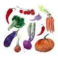 Watercolor illustrations of fresh ripe vegetables: tomatoes, chili and eggplants, onions, garlic, pumpkin, broccoli, carrots, cher