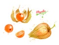 Watercolor illustrations of Physalis fruit