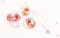 Rose flowers on watercolor background Royalty Free Stock Photo