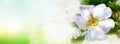 Rose flowers on watercolor background - Facebook cover