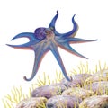 Watercolor illustrations of squids, corals, stones