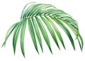 watercolor illustrations tropical palm green leaf, isolated on white background Royalty Free Stock Photo