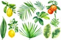 Watercolor illustrations tropical palm leaves, branches with lemons, oranges isolated on white background Royalty Free Stock Photo