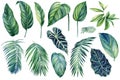 Watercolor illustrations tropical palm leaves, isolated on white background. Jungle Green leaf Royalty Free Stock Photo