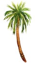 watercolor illustrations tropical palm tree, isolated on white background Royalty Free Stock Photo