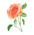 Watercolor illustrations vintade romantic rose