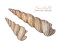 Watercolor illustrations with vintage seashells isolated on white background. Marine collection.