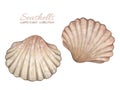 Watercolor illustrations with vintage seashells isolated on white background. Marine collection.