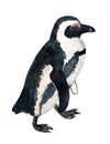 Watercolor african penguin