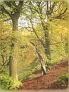 Watercolor image of an autumn forest in september with fallen leaves on the ground and foliage beginning to turn yellow