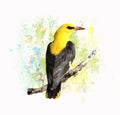 Watercolor Image of birds Golden oriole