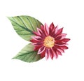 Watercolor image of blooming daisy of crimson color with green leaves isolated on white background. Bright flower head with many Royalty Free Stock Photo