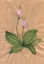 Watercolor image of blooming plantain flower. Two stems with fluffy delicate heads and wide green leaves. Hand drawn