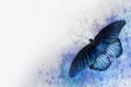 Watercolor image of a blue butterfly on a vintage background. Butterfly close-up. Handmade illustration. Animal world of insects Royalty Free Stock Photo