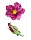 Watercolor image of bud and flower of dog rose Royalty Free Stock Photo