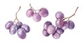 Watercolor image of a bunch of black grapes