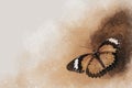 Watercolor image of a butterfly on a vintage background. Butterfly close-up. Handmade illustration. Animal world of insects