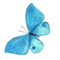 Watercolor image of a butterfly on a white background.