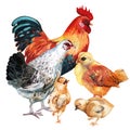 Watercolor image of cock, hen and three chickens.