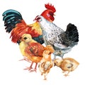 Watercolor image of cock, hen and three chickens.