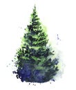 Watercolor image of coniferous fluffy tree with thick pine needles isolated on white background. Hand drawn blurry