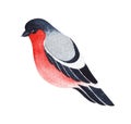 Watercolor image of cute cartoon bullfinch isolated on white background. Hand drawn illustration of bright winter bird Royalty Free Stock Photo