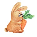 Watercolor image of cute cartoon rabbit eating big sweet carrot. Hand drawn illustration of farm animal with fluffy fur and funny