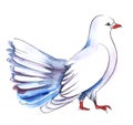 Watercolor image of cute white dove with beautiful fantail, isolated on white background. Traditional symbol of love for wedding.