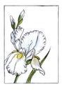 Watercolor image of elegant white iris with yellow center. Beautiful blossom head with unopened buds in thin black frame Royalty Free Stock Photo