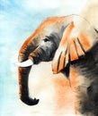 Watercolor image of elephant`s head profile isolated on background of pastel shades. Big and smart animal with wide ears and long