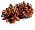 Watercolor image of fir cone on white background