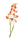 Watercolor image of crocosmia