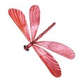 Watercolor image of a flying dragonfly.