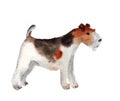 Watercolor fox terrier