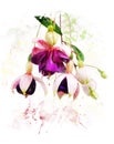 Watercolor Image Of Fuchsia Flowers