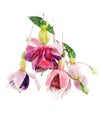 Watercolor Image Of Fuchsia Flowers