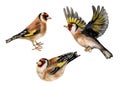 Watercolor image of goldfinches